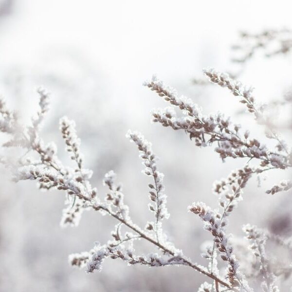 Image of snow on branches