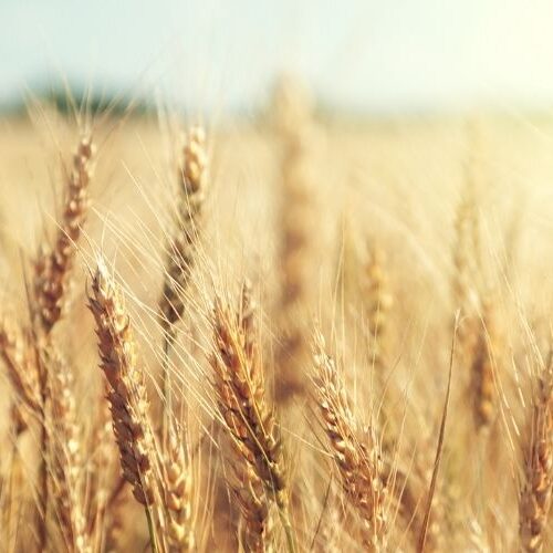 Field of wheat