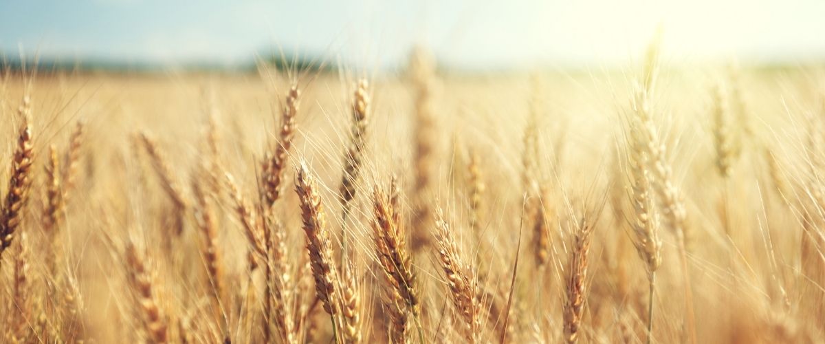 Field of wheat