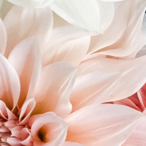 Image of pink dahlias