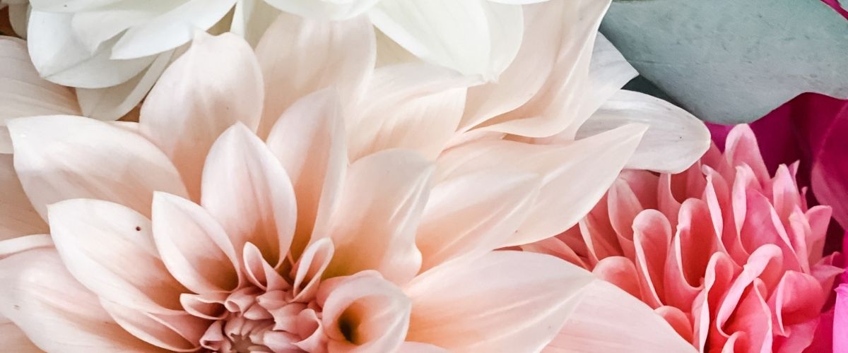 Image of pink dahlias