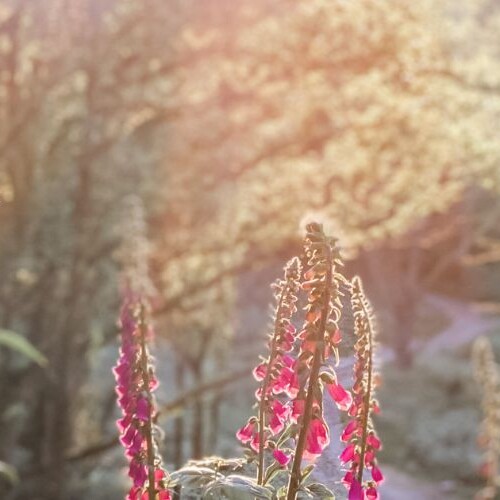 Image of foxgloves in the woods as the sun sets. A scene from one of Sarah's walks