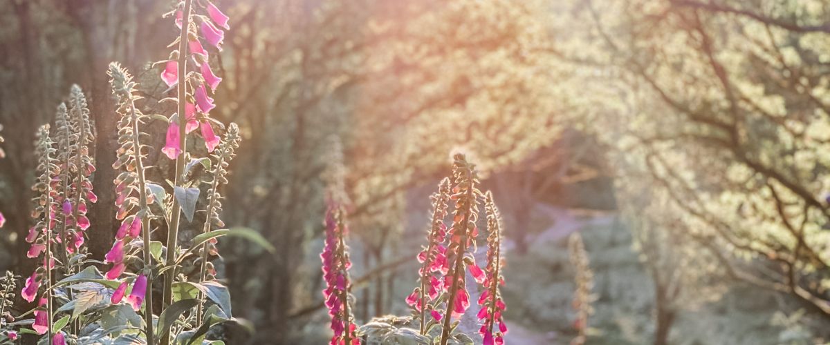 Image of foxgloves in the woods as the sun sets. A scene from one of Sarah's walks
